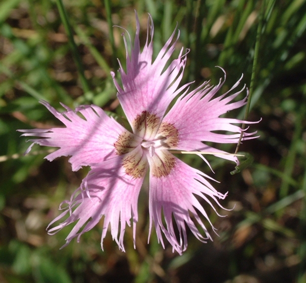 Dianthus monspessulanus / Garofano di Montpellier